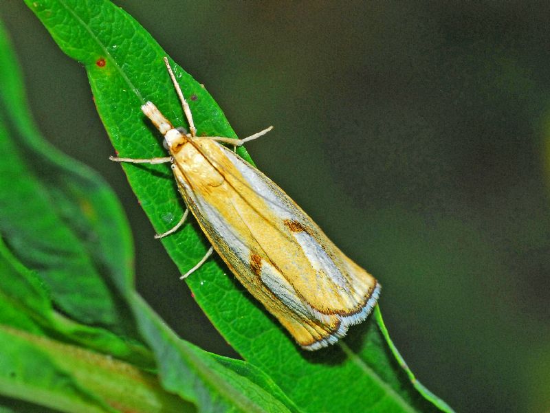 Una Crambidae gialla: Catoptria sp.